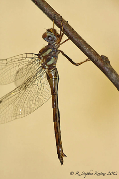 Somatochlora georgiana, female